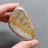 Fossilized Coral Freeform Piece C1072