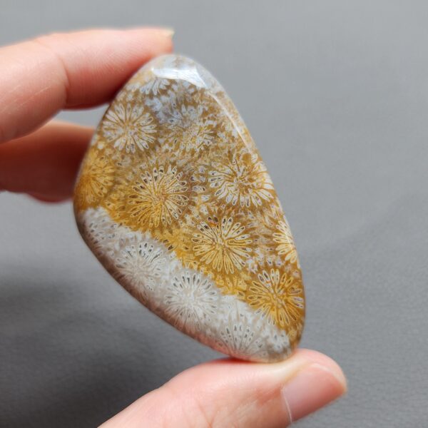 Fossilized Coral Freeform Piece C1072