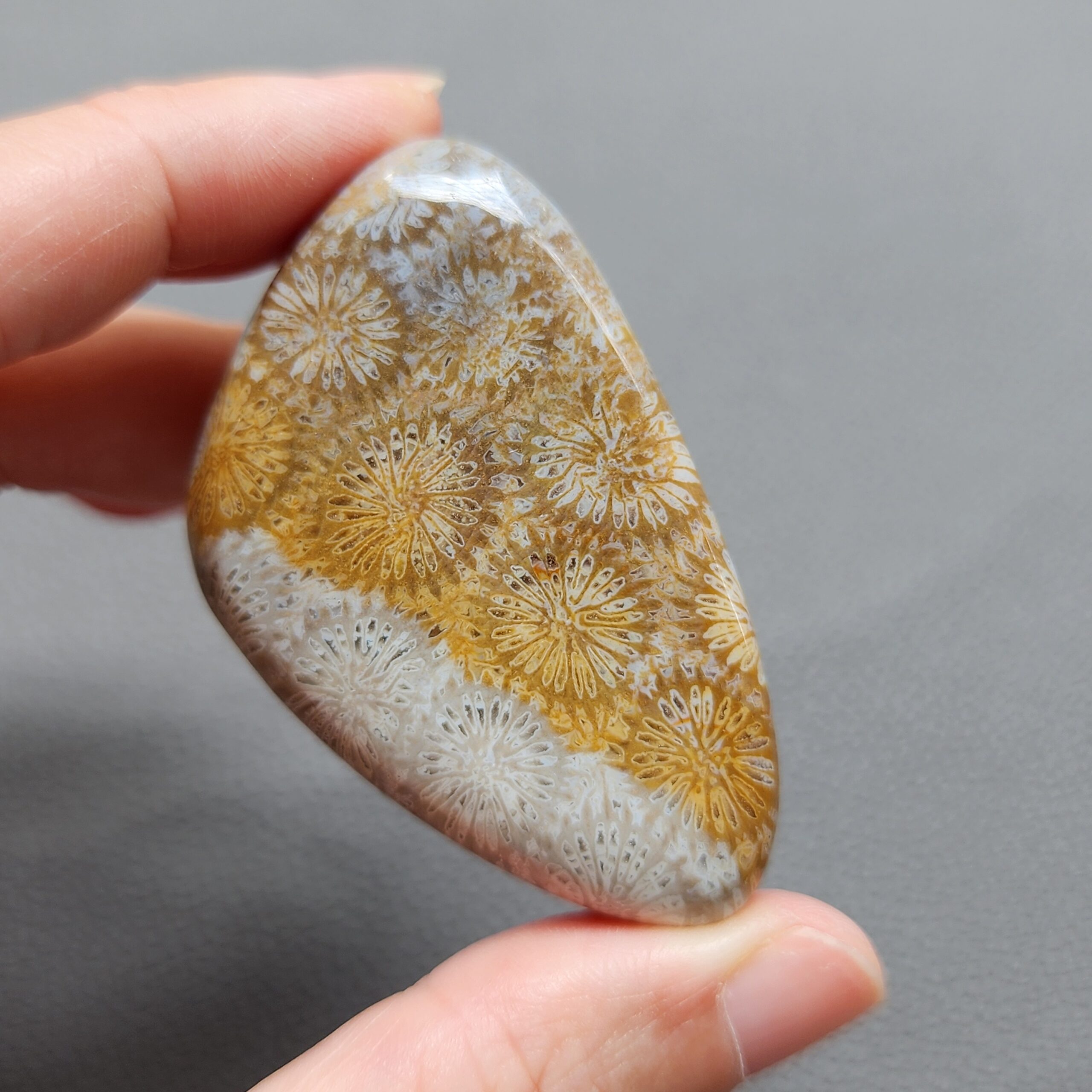 Fossilized Coral Freeform Piece C1072