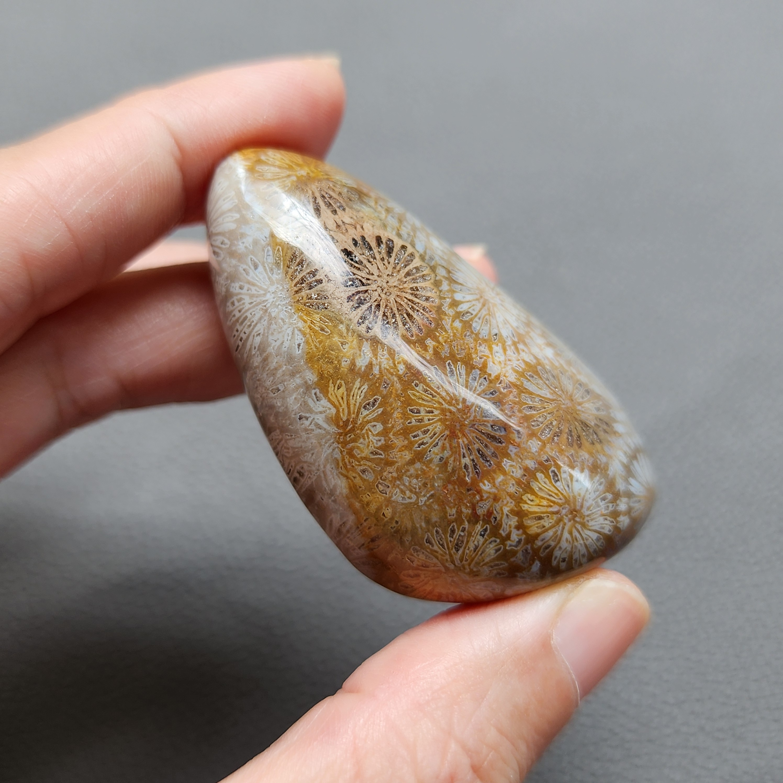 Fossilized Coral Freeform Piece C1072