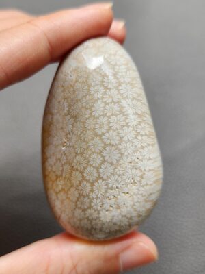 20241114_114714 Fossilized Coral Freeform Piece C1069