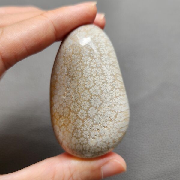 Fossilized Coral Freeform Piece C1069