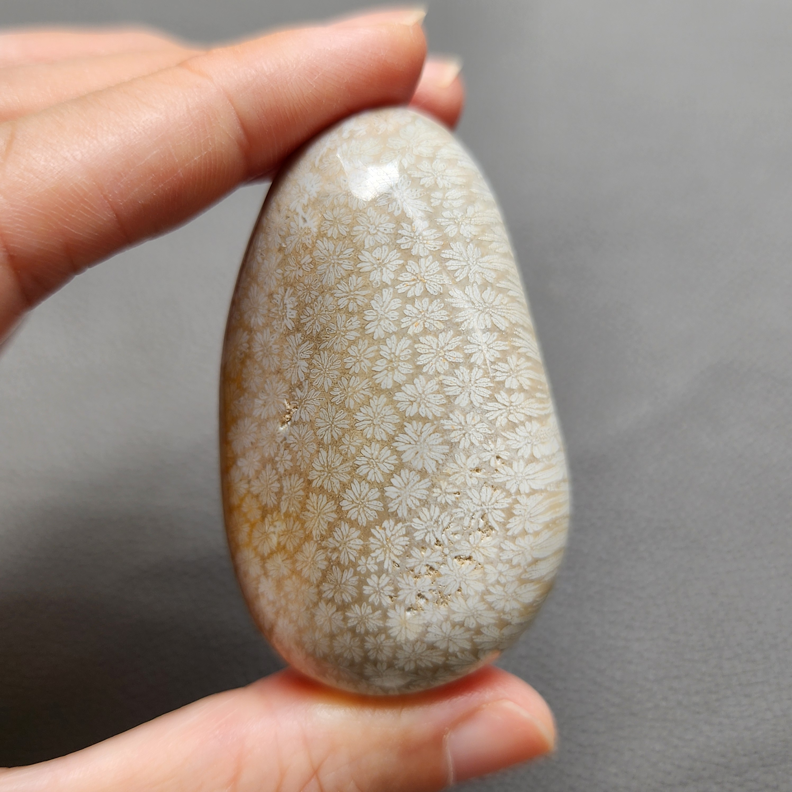 Fossilized Coral Freeform Piece C1069