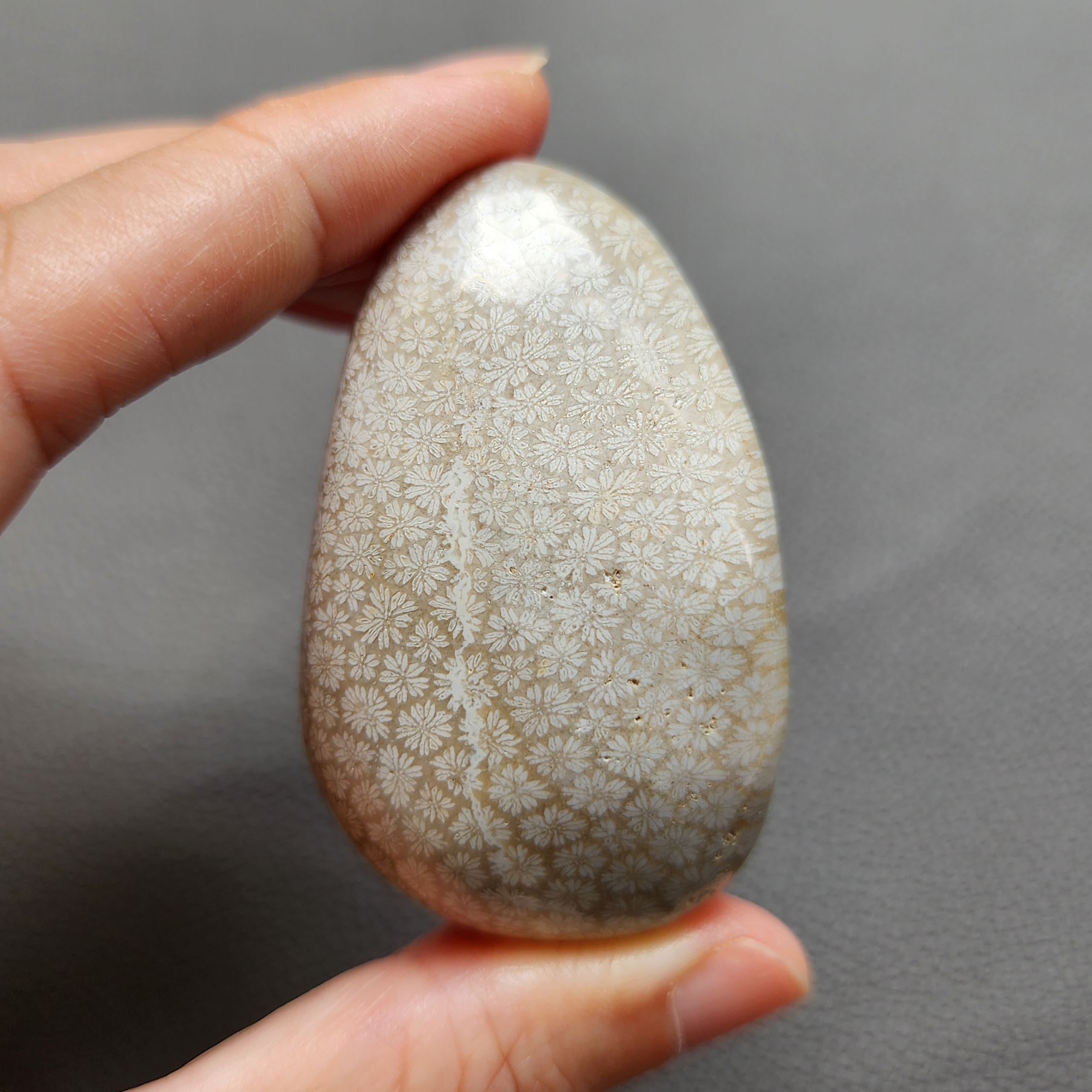 Fossilized Coral Freeform Piece C1069