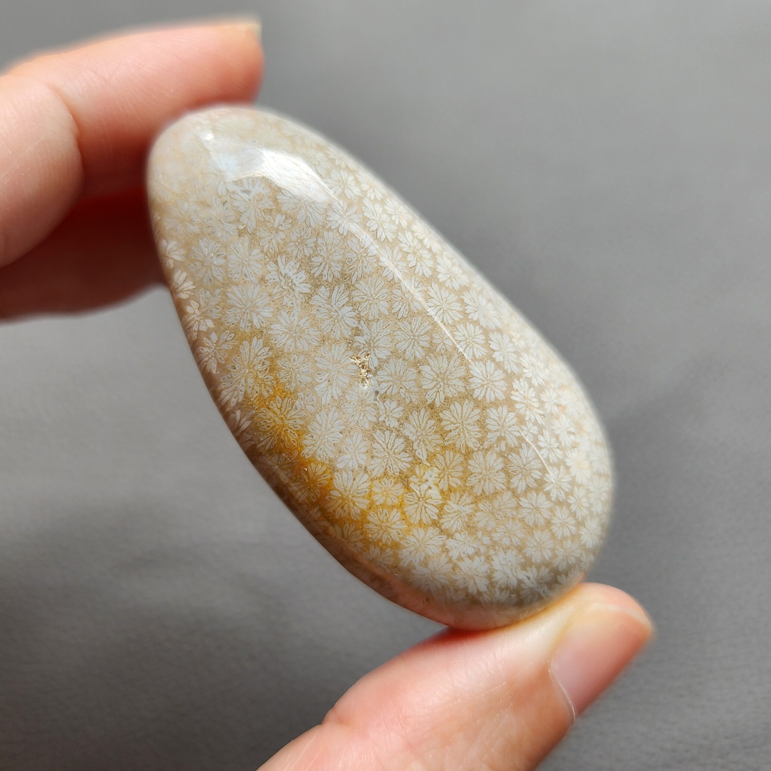 Fossilized Coral Freeform Piece C1069