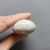 Fossilized Coral Freeform Piece C1069