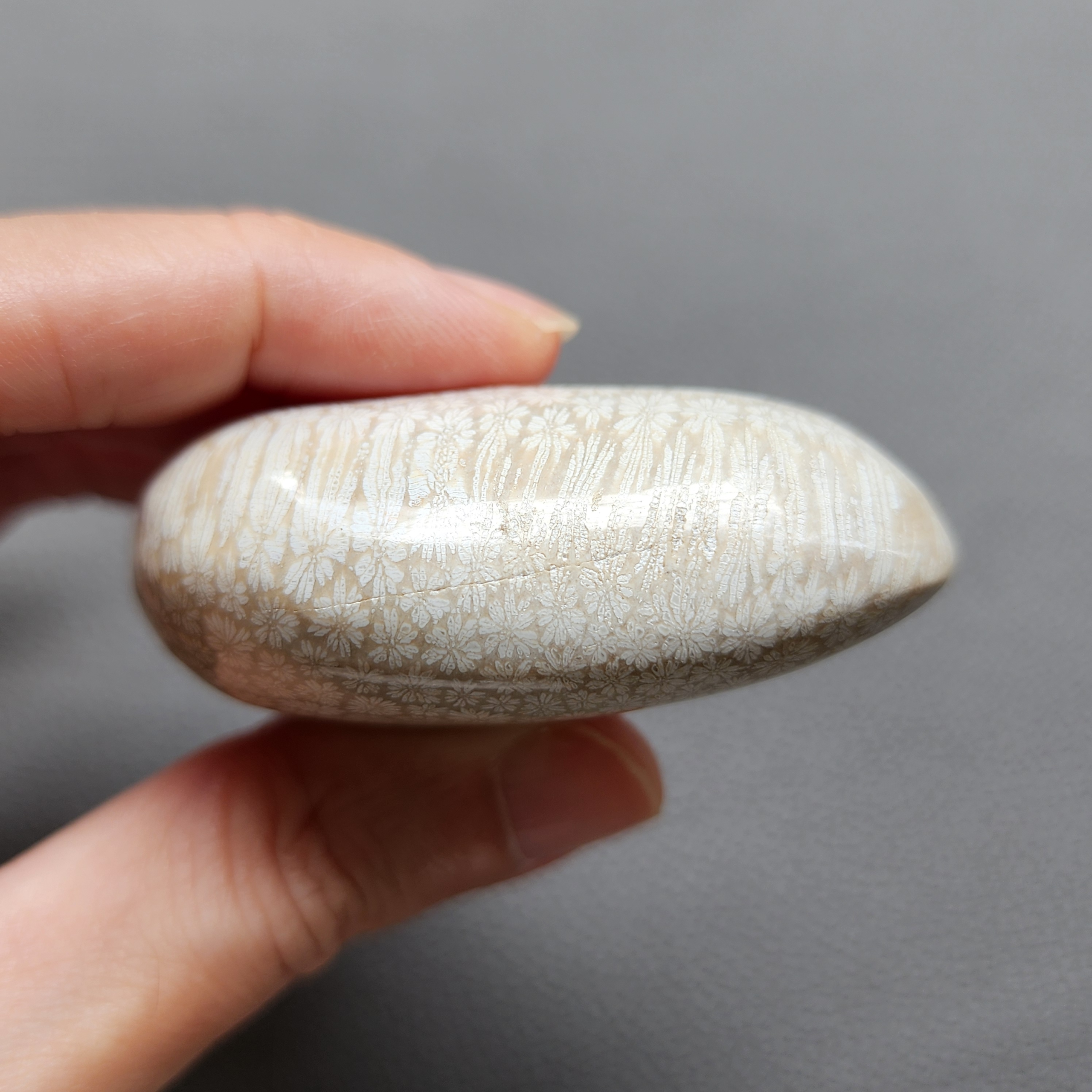 Fossilized Coral Freeform Piece C1069