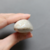 Fossilized Coral Freeform Piece C1069