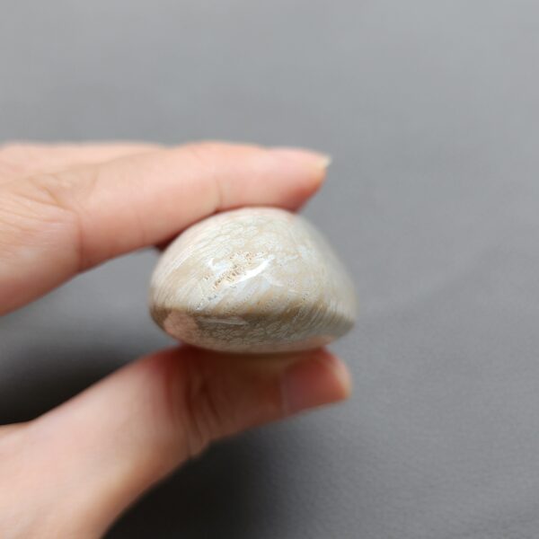 Fossilized Coral Freeform Piece C1069