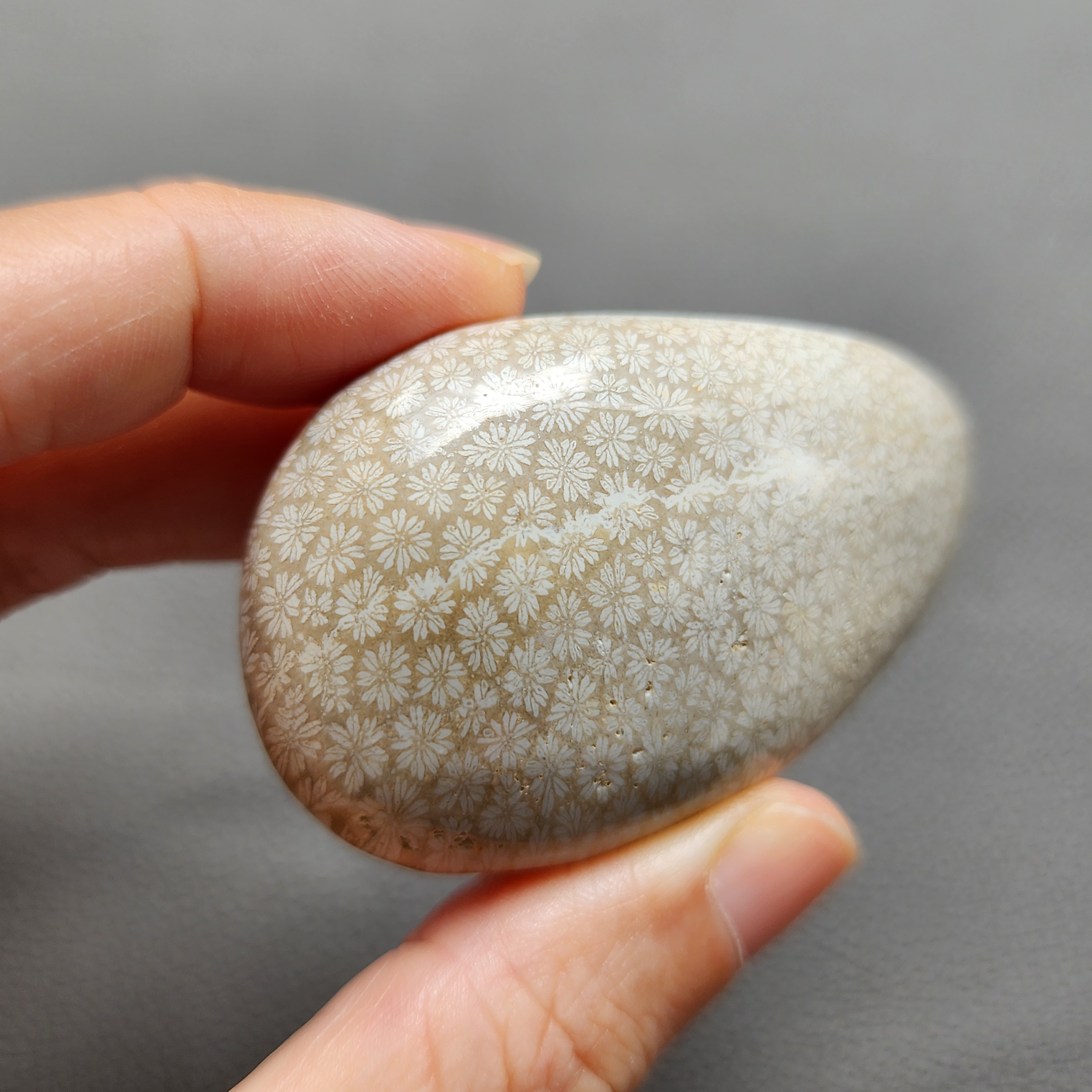 Fossilized Coral Freeform Piece C1069