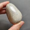 Fossilized Coral Freeform Piece C1069