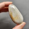 Fossilized Coral Freeform Piece C1069