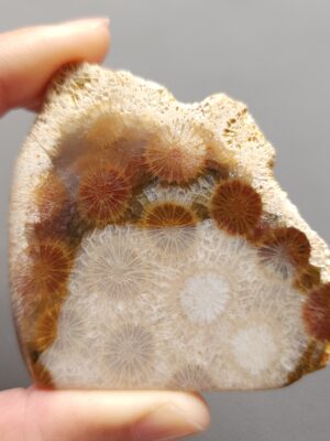 Fossilized Coral Slab C1197