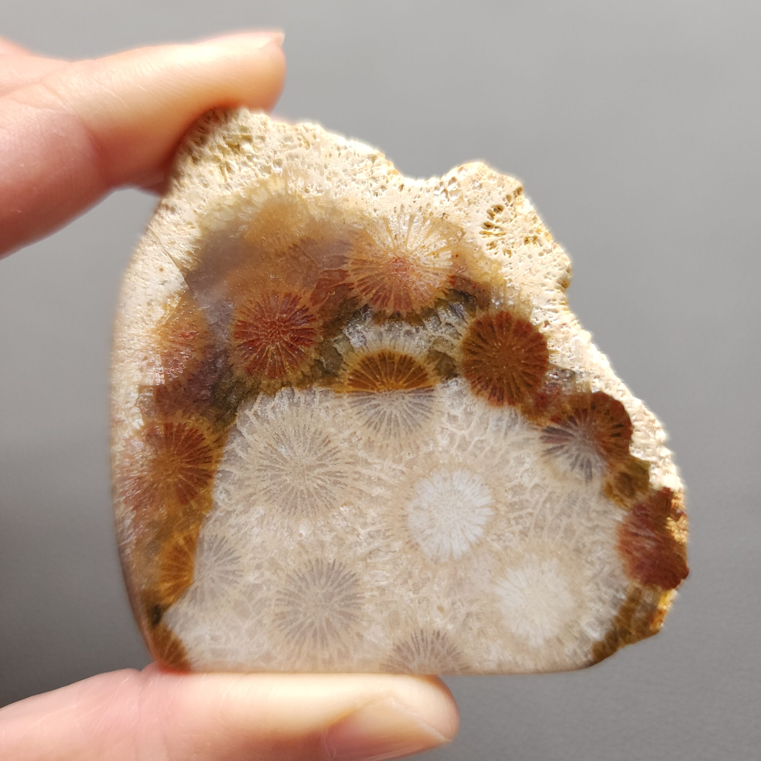20250107_124600 Fossilized Coral Slab C1197