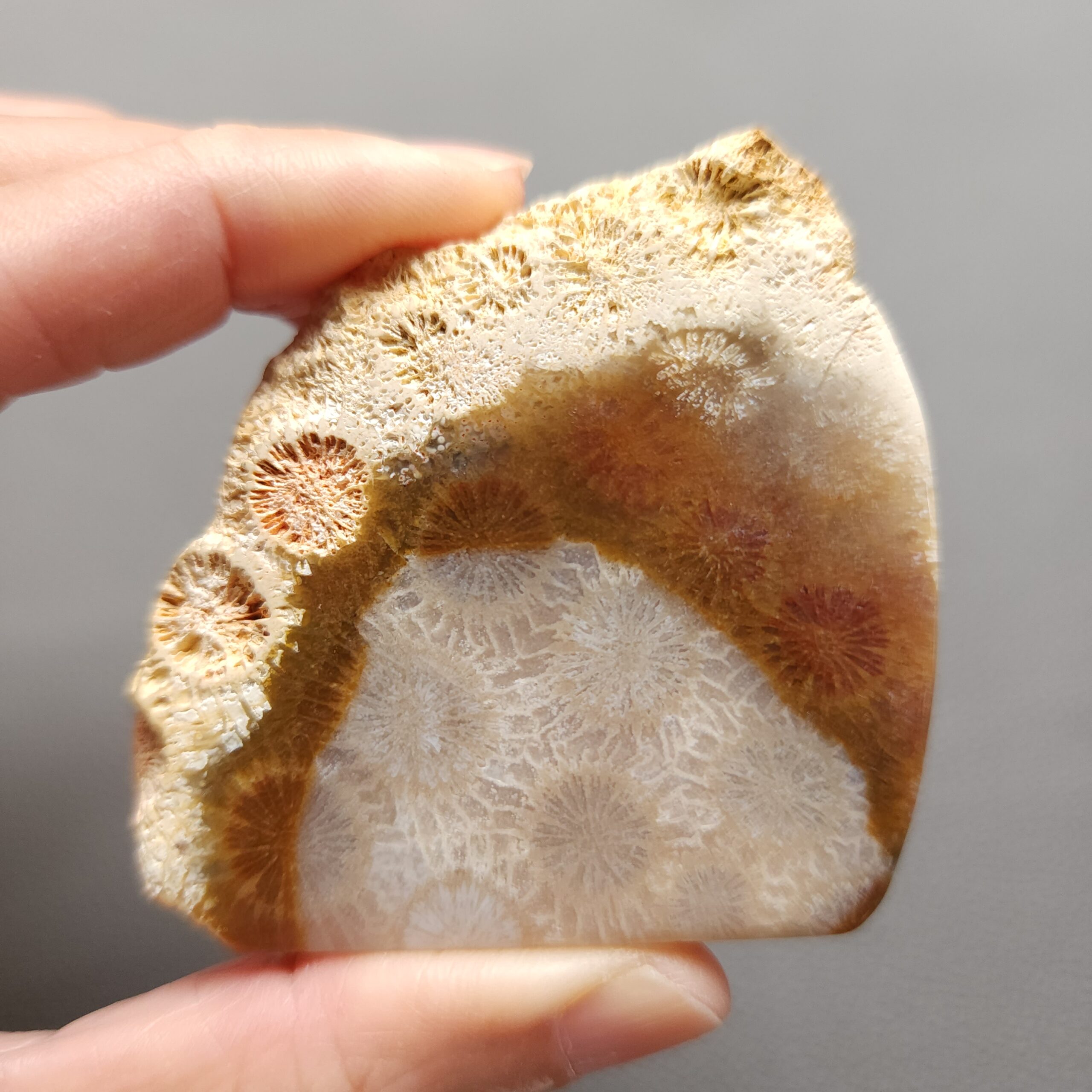 20250107_124605 Fossilized Coral Slab C1197