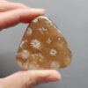 20250107_131141 Fossilized Coral Freeform Piece C1195