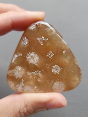 20250107_131141 Fossilized Coral Freeform Piece C1195