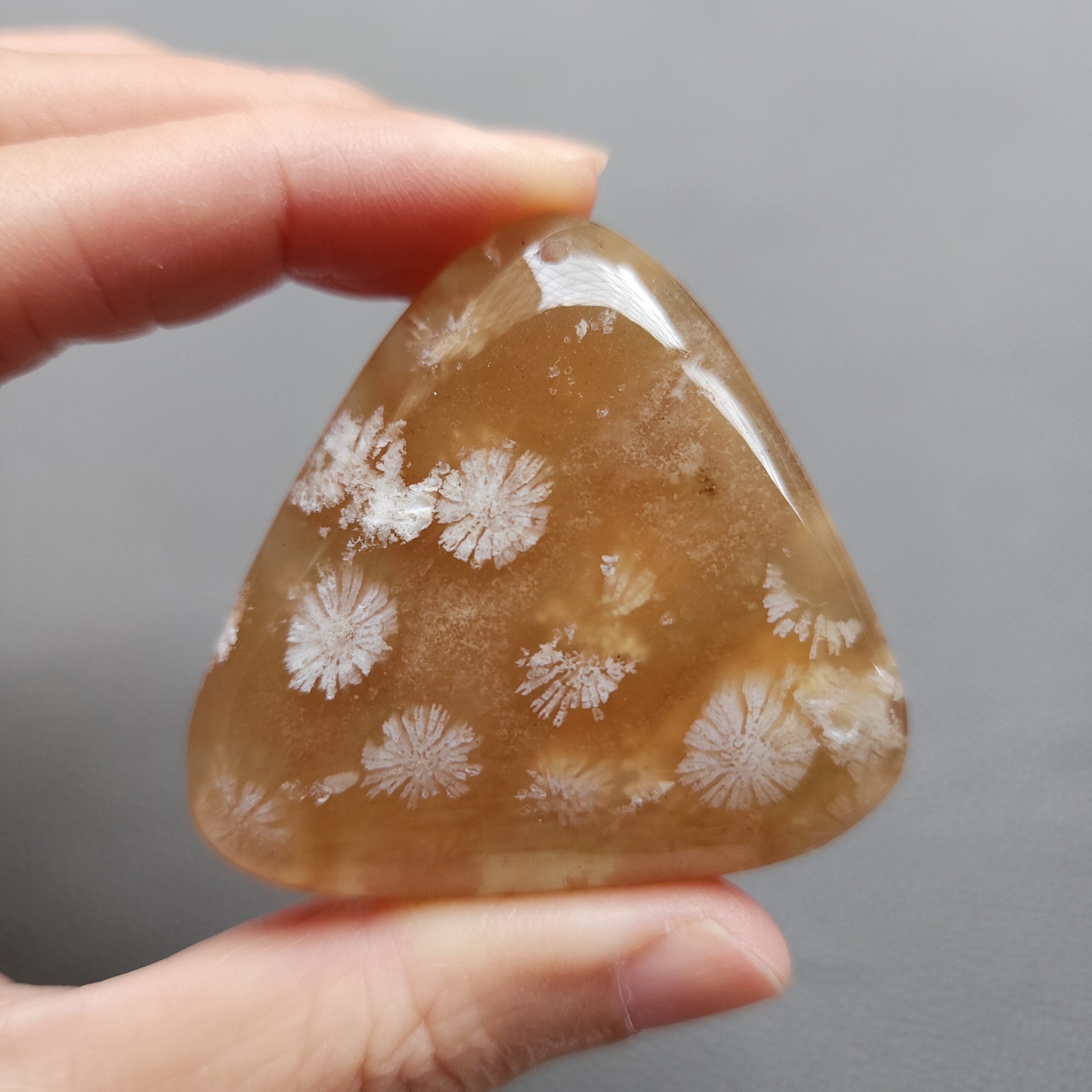 20250107_131145 Fossilized Coral Freeform Piece C1195