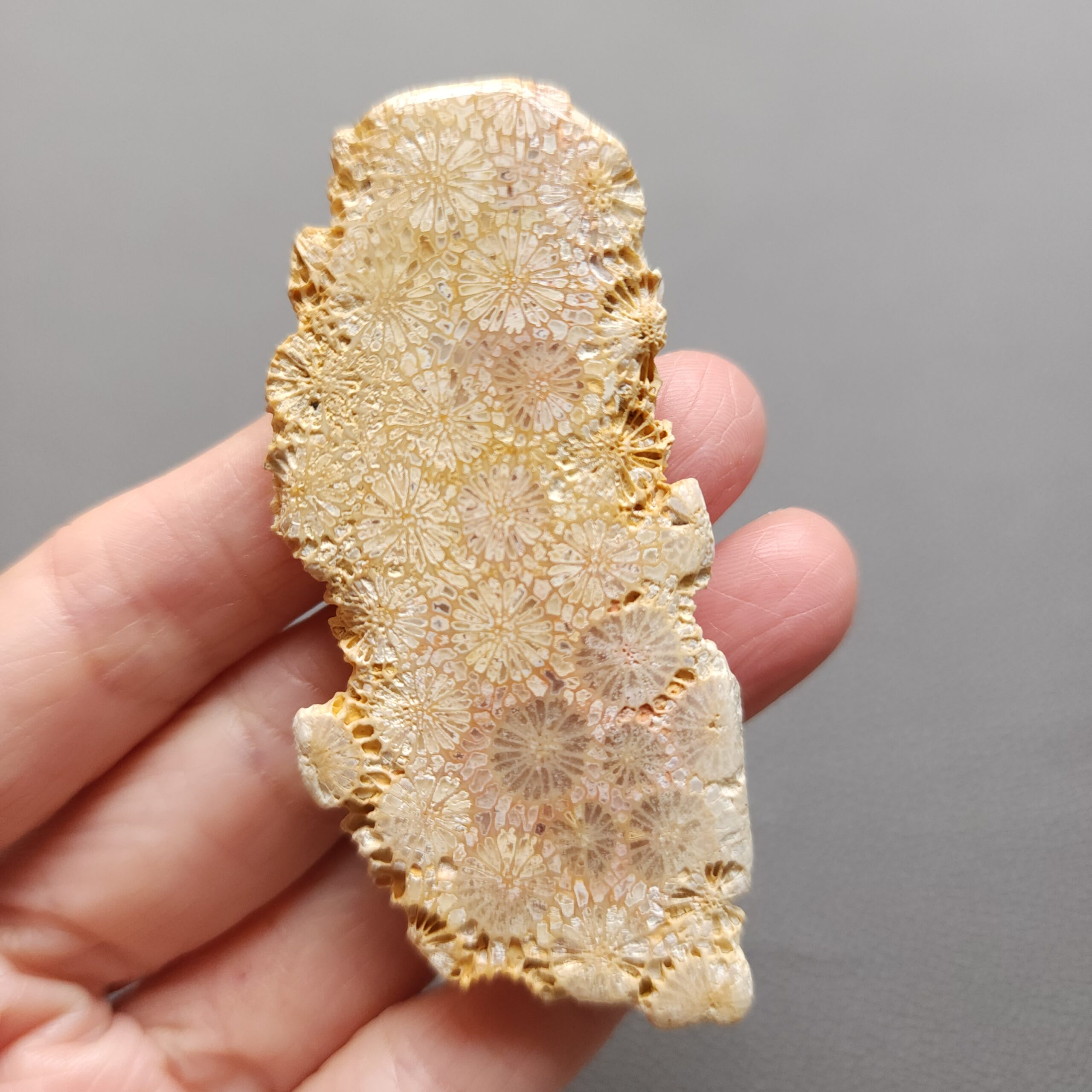20250107_131509 Fossilized Coral Slab C1196