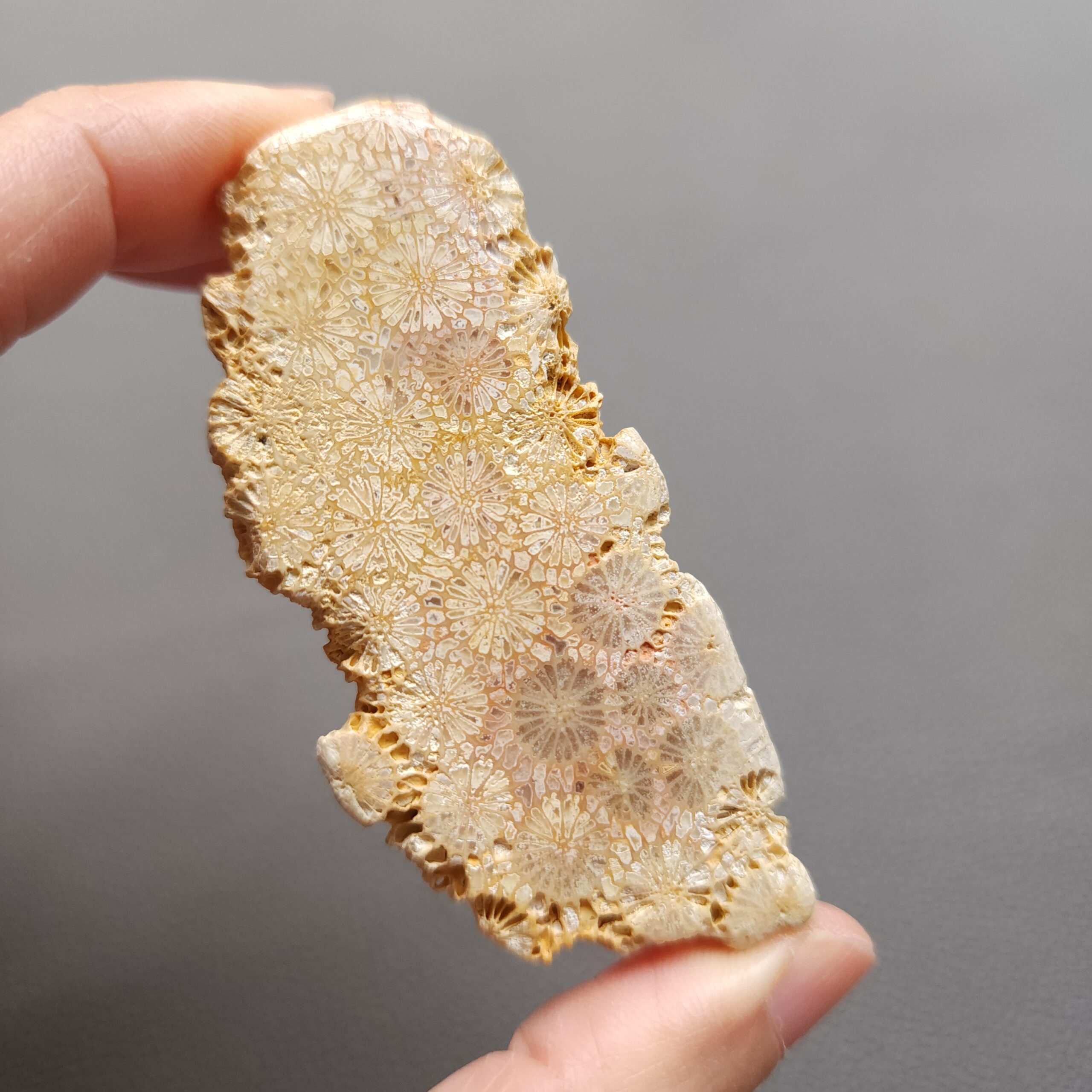 20250107_131536 Fossilized Coral Slab C1196