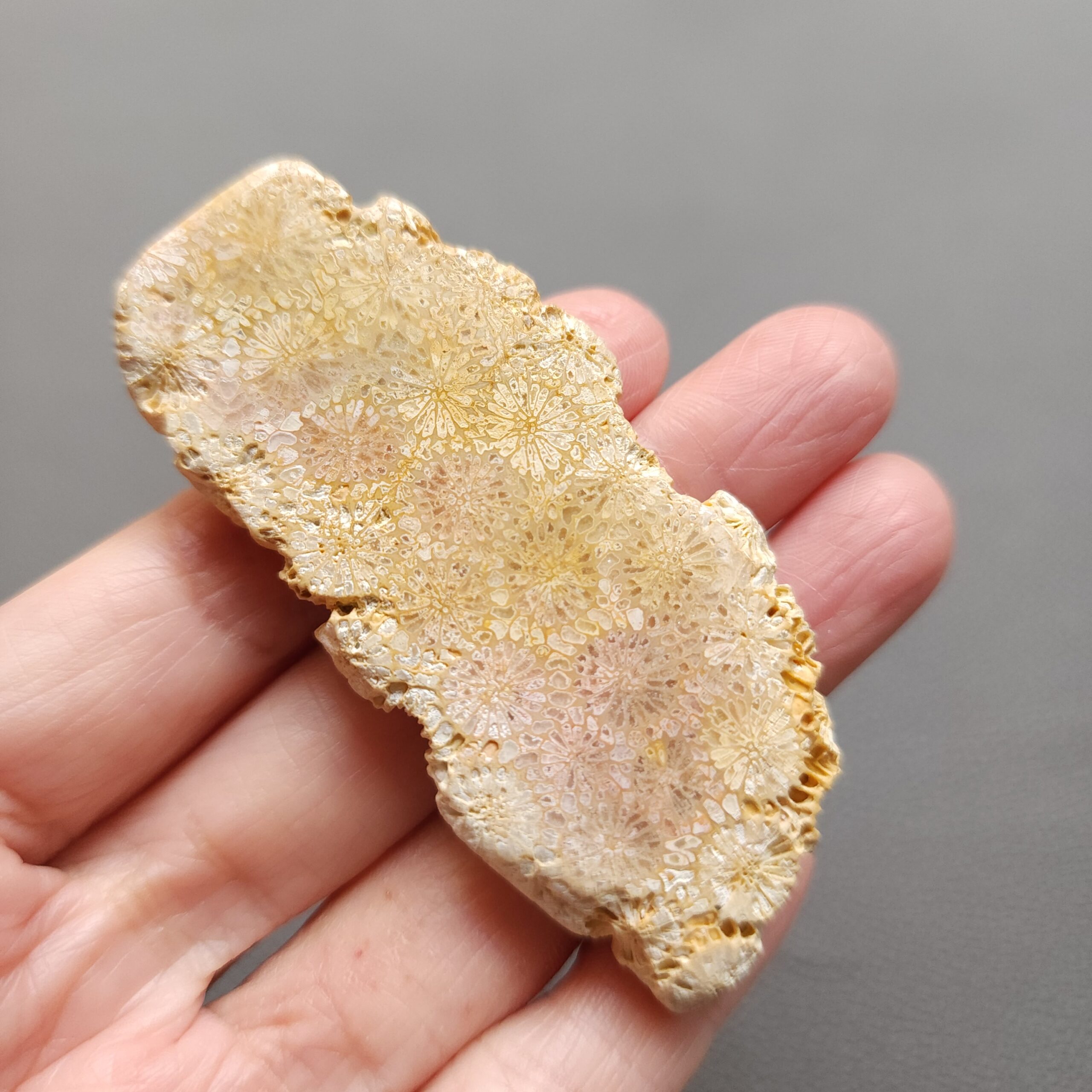 20250107_131619 Fossilized Coral Slab C1196