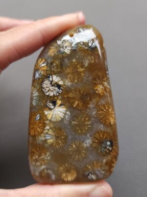 Fossilized Coral Freeform Piece C1203
