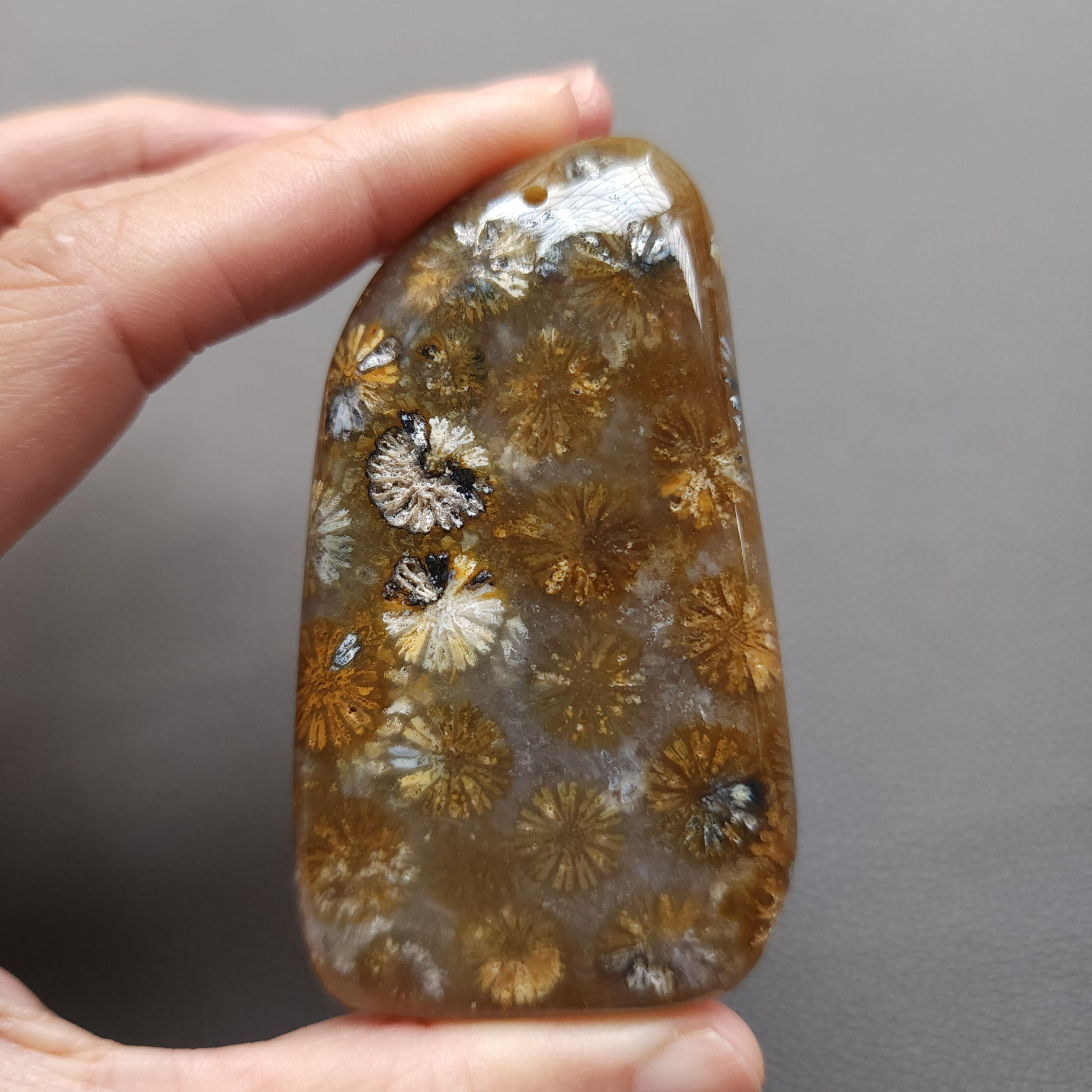 20250108_114059 Fossilized Coral Freeform Piece C1203