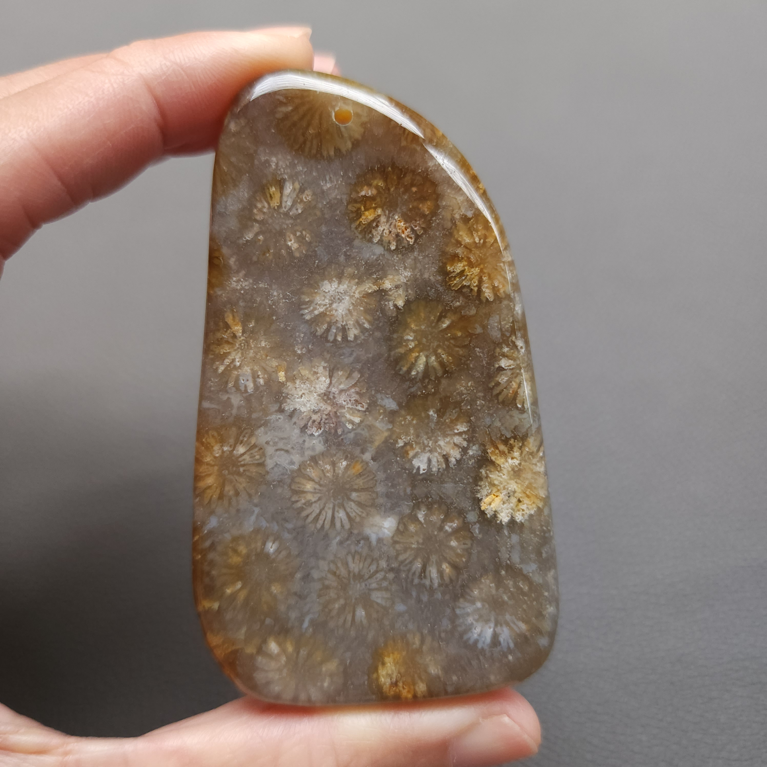 20250108_114110 Fossilized Coral Freeform Piece C1203