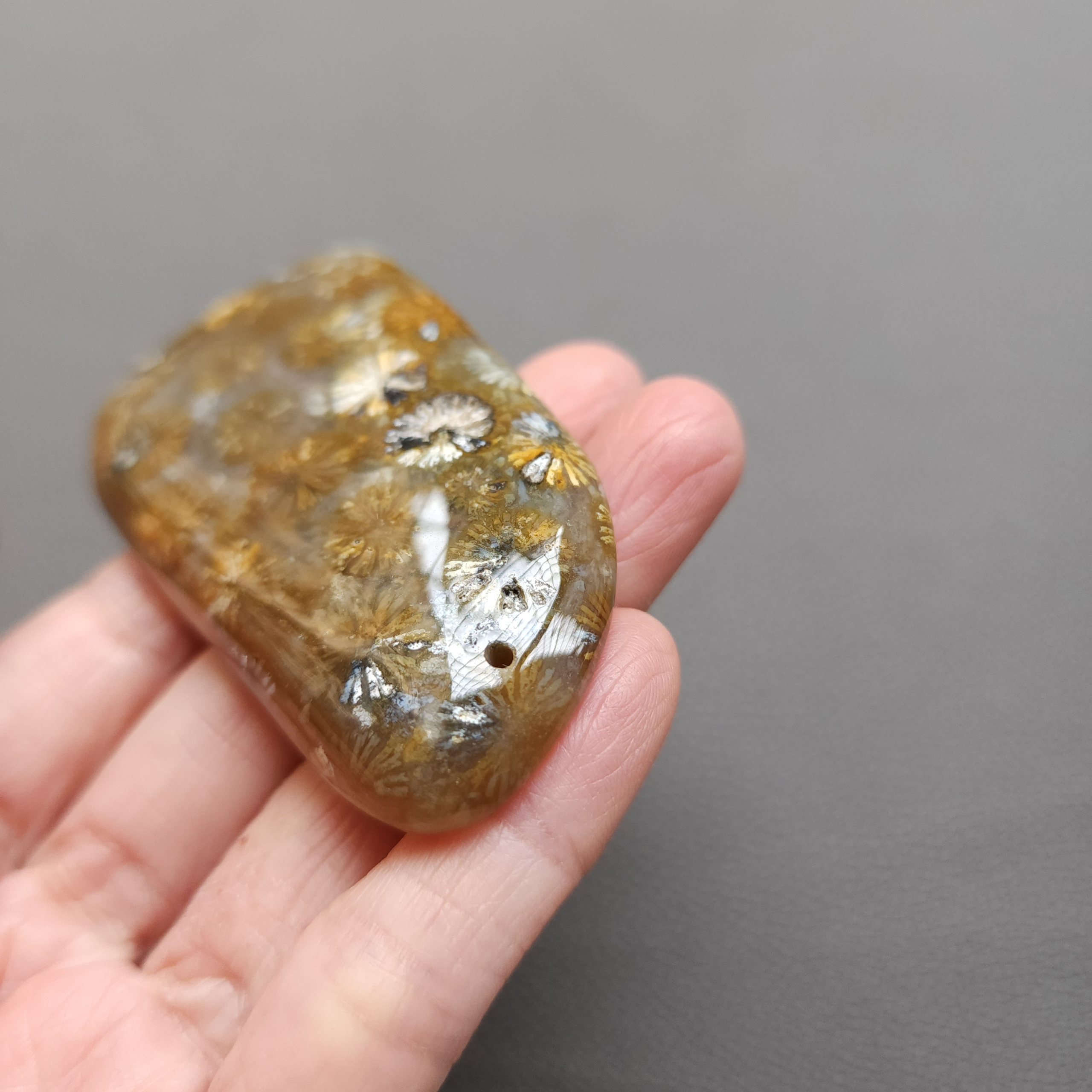20250108_114150 Fossilized Coral Freeform Piece C1203