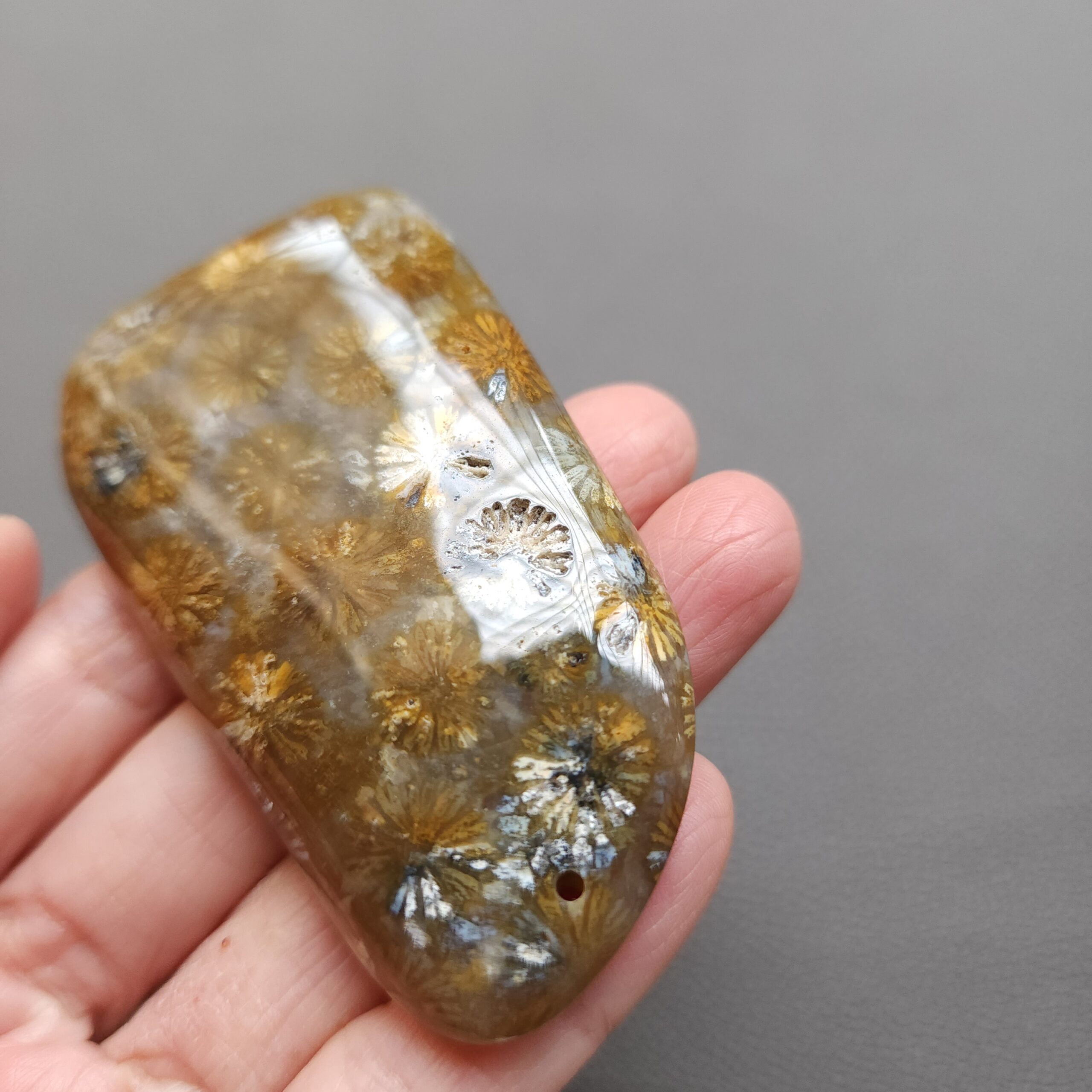 20250108_114154 Fossilized Coral Freeform Piece C1203