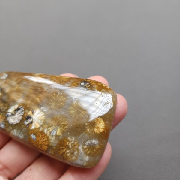 Fossilized Coral Freeform Piece C1203