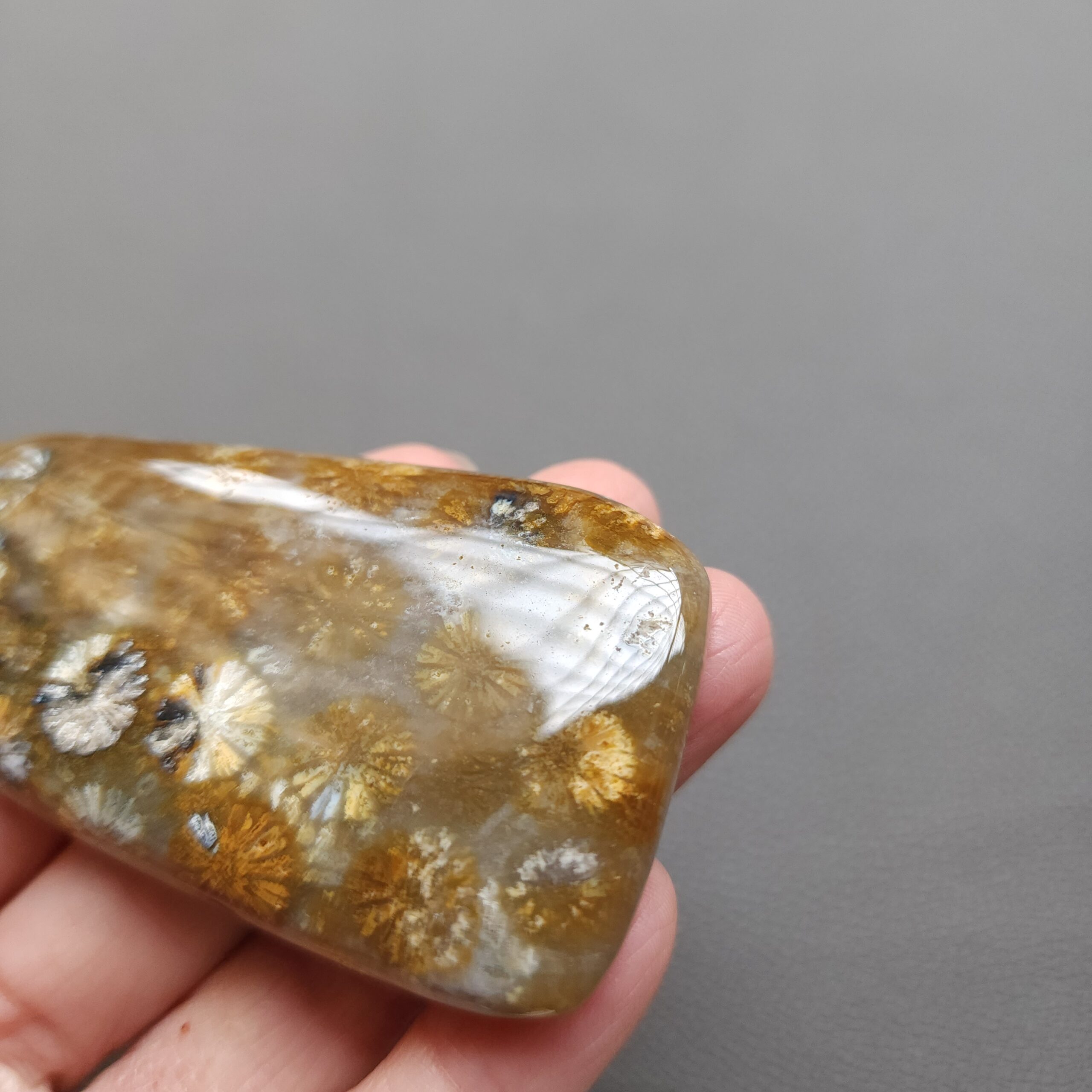 20250108_114200 Fossilized Coral Freeform Piece C1203