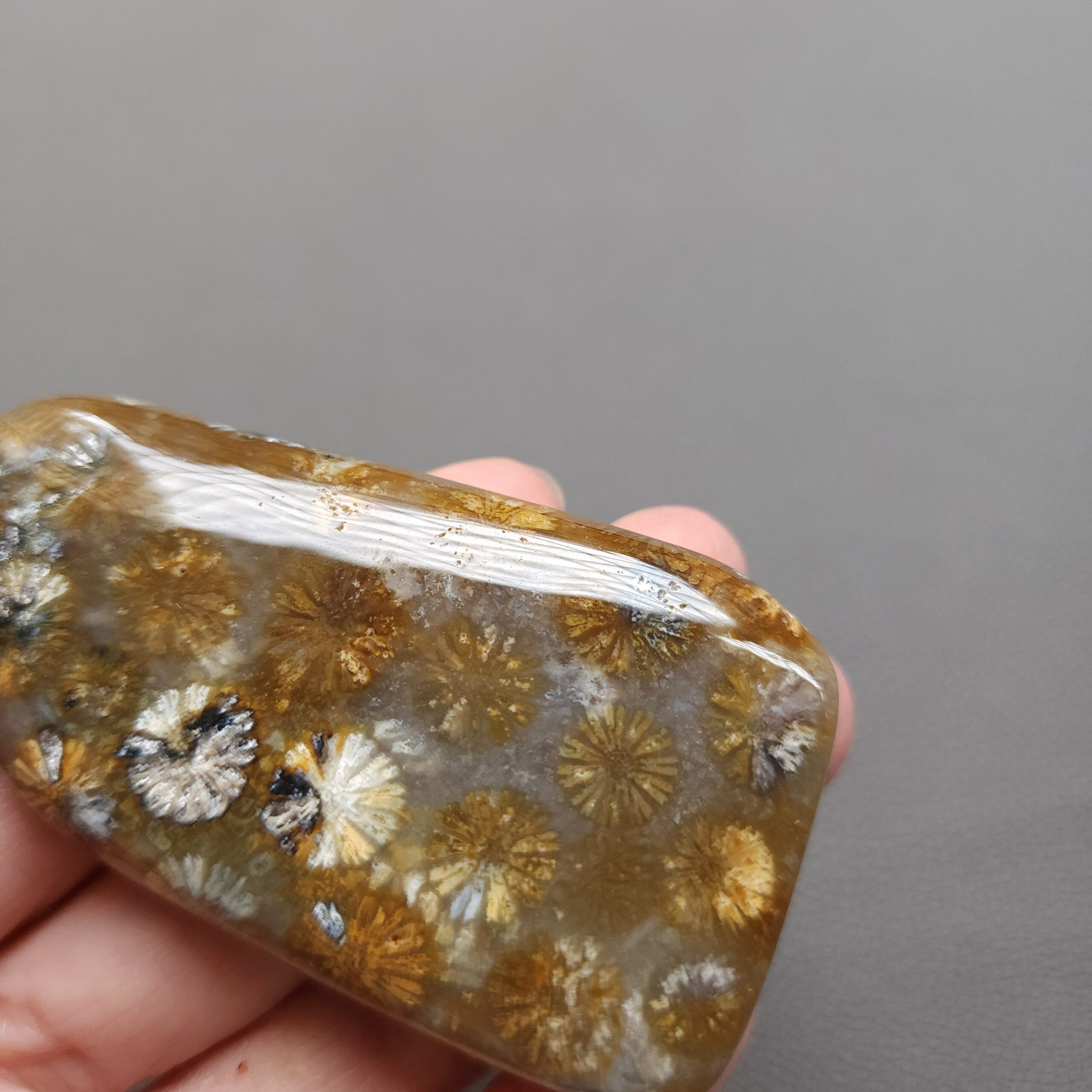 20250108_114203 Fossilized Coral Freeform Piece C1203