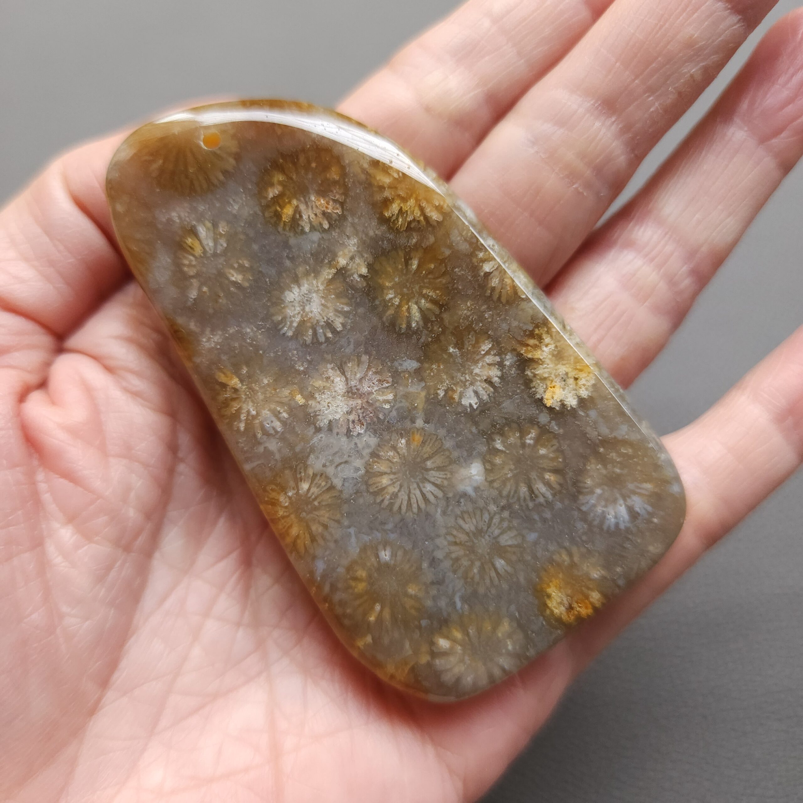 20250108_114228 Fossilized Coral Freeform Piece C1203