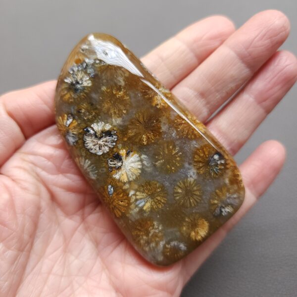 Fossilized Coral Freeform Piece C1203