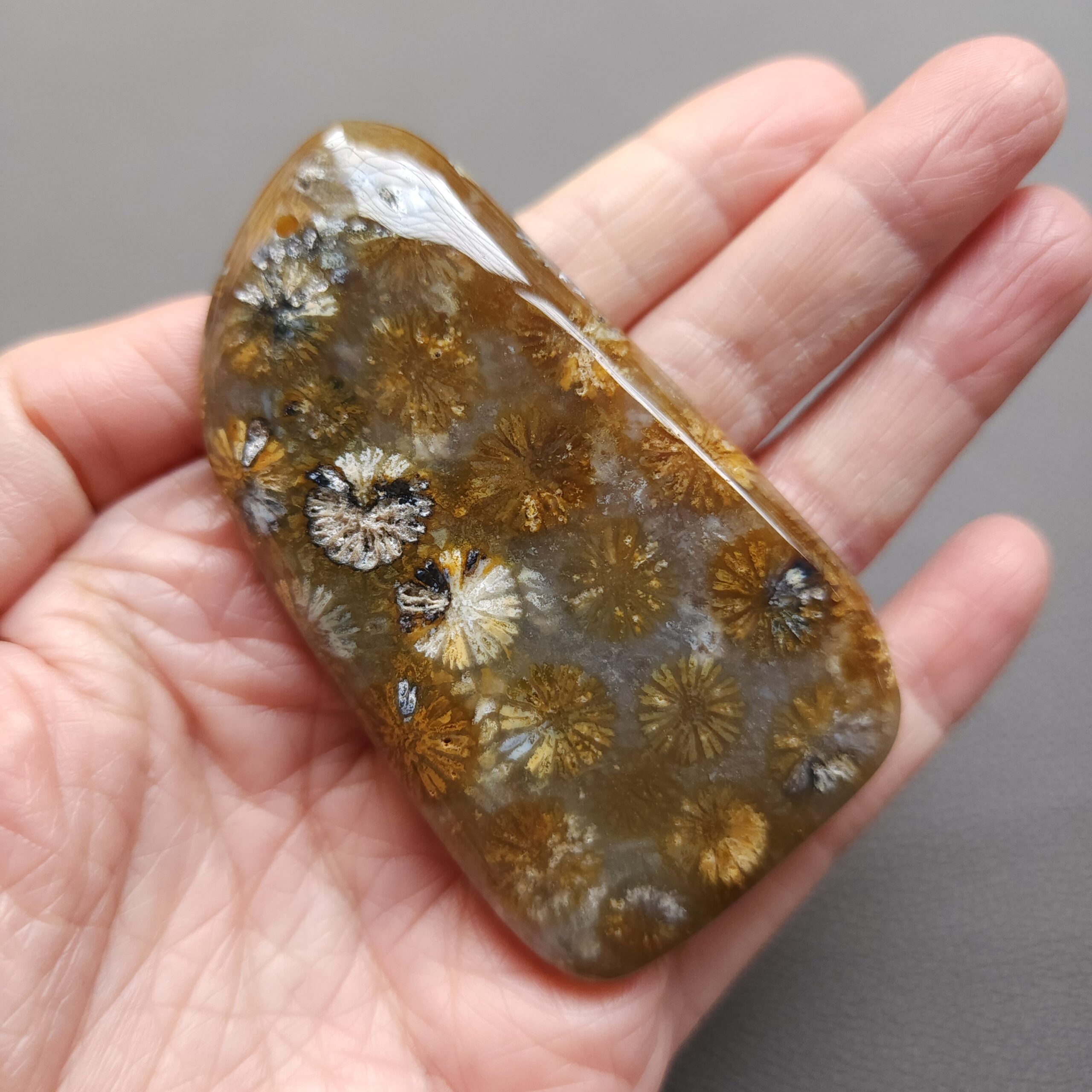 20250108_114241 Fossilized Coral Freeform Piece C1203