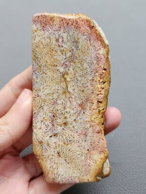 Fossilized Coral Slab C1210