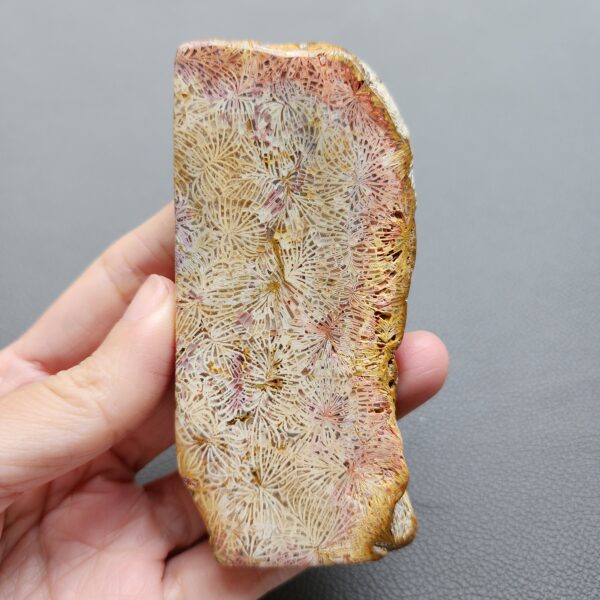Fossilized Coral Slab C1210