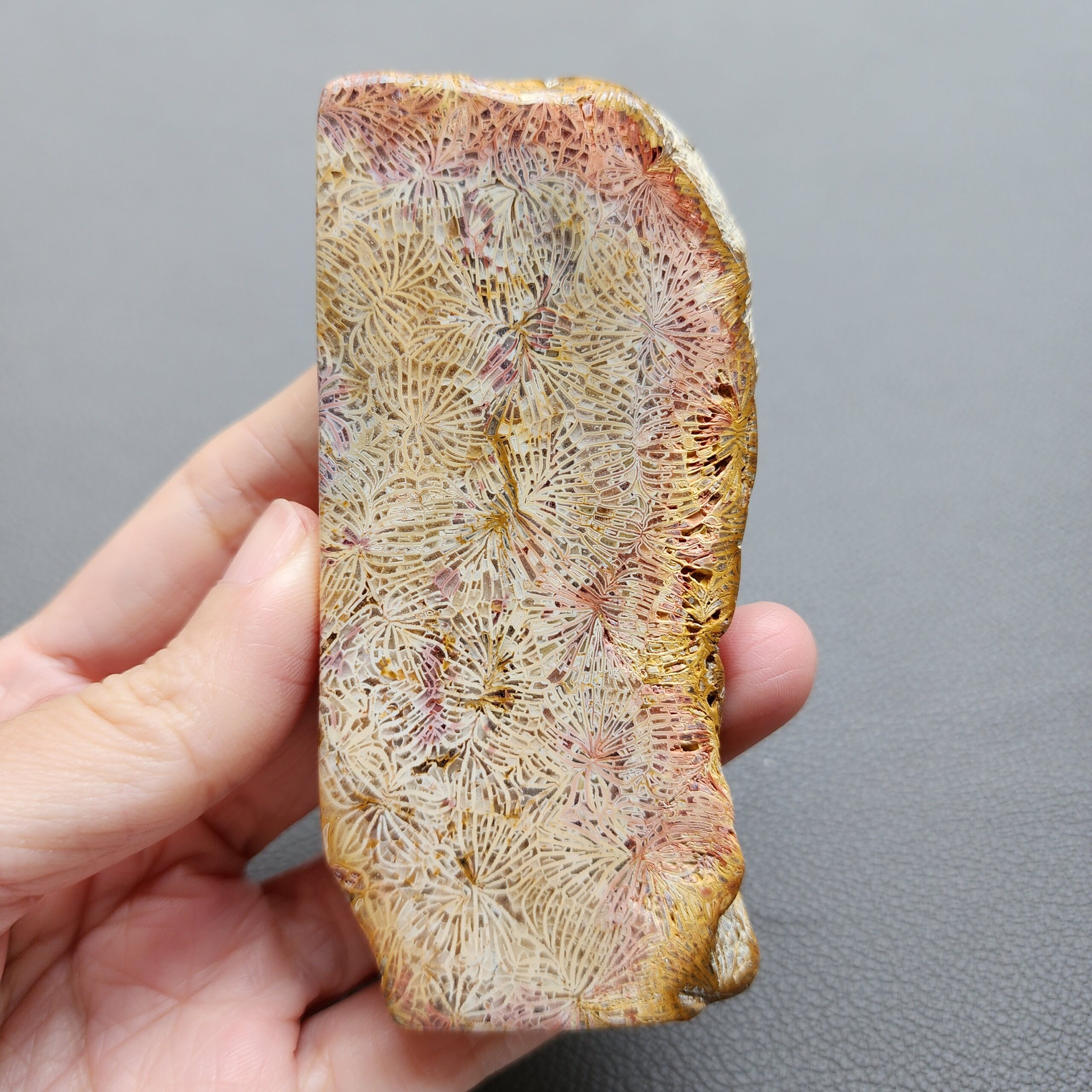 Fossilized Coral Slab C1210