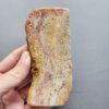 Fossilized Coral Slab C1210