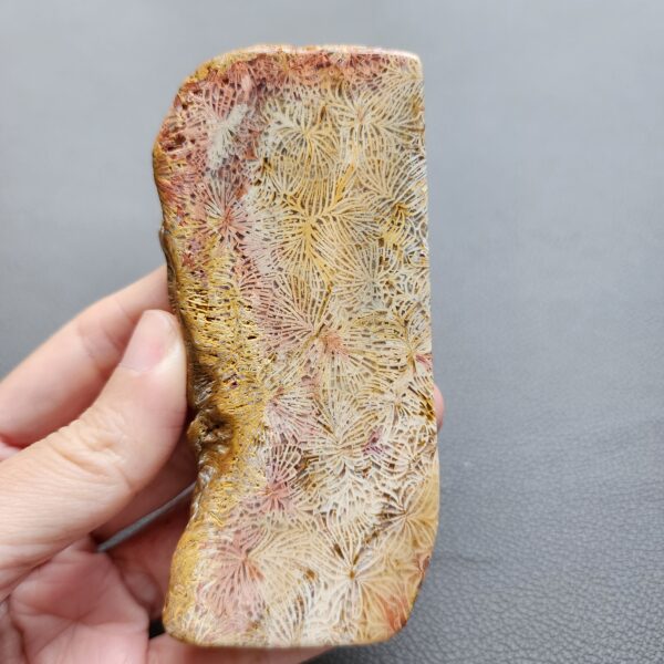 Fossilized Coral Slab C1210