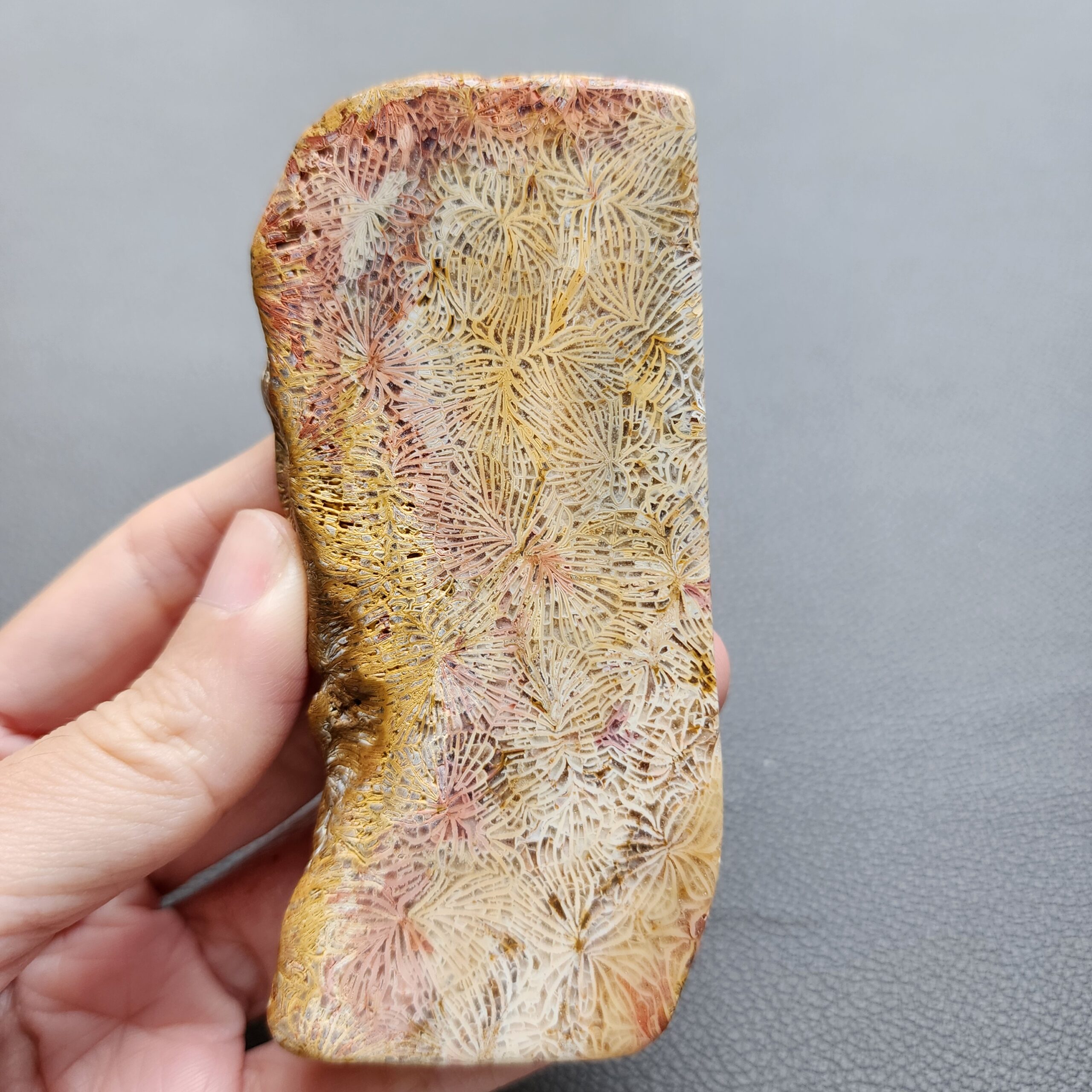 Fossilized Coral Slab C1210