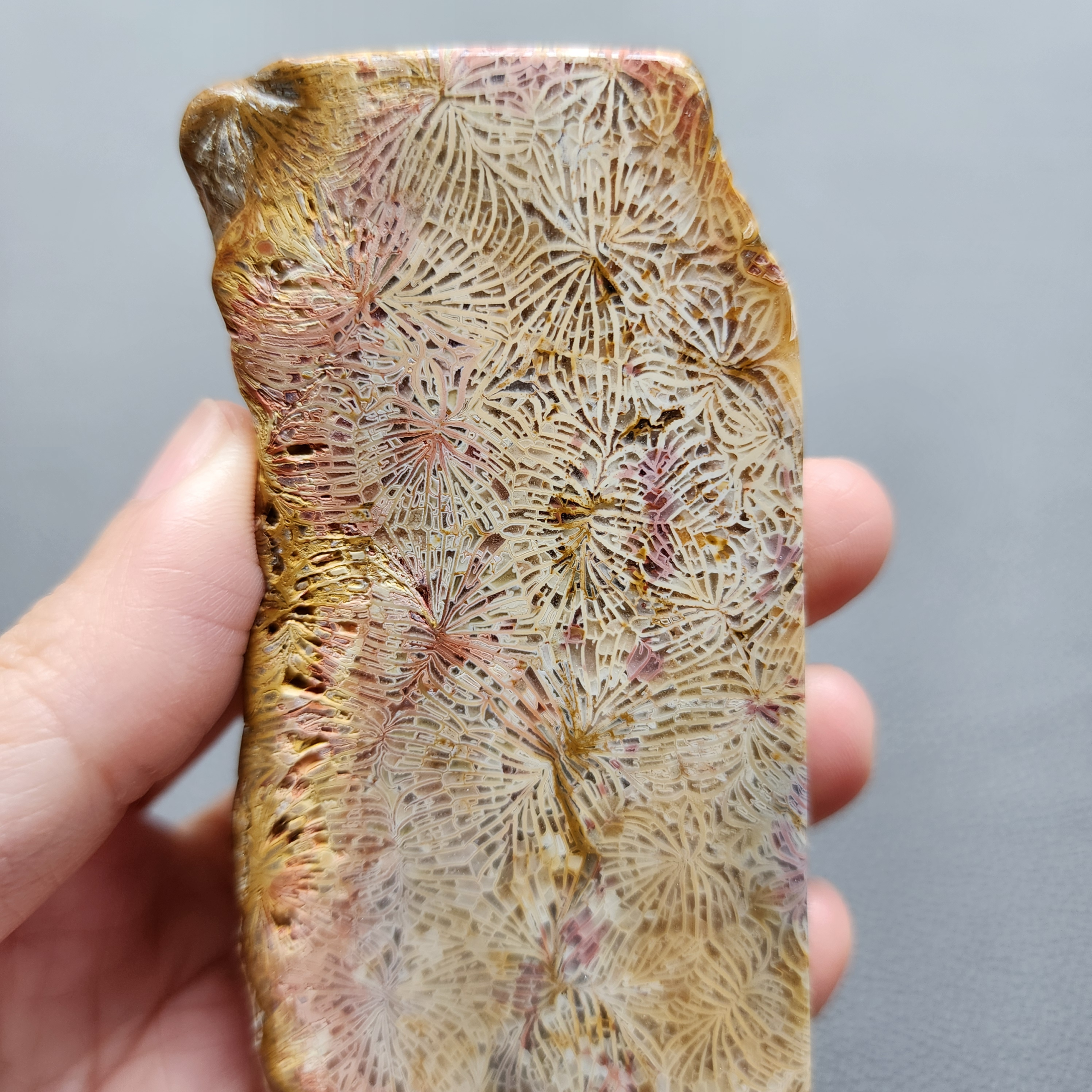 Fossilized Coral Slab C1210