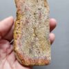 Fossilized Coral Slab C1210
