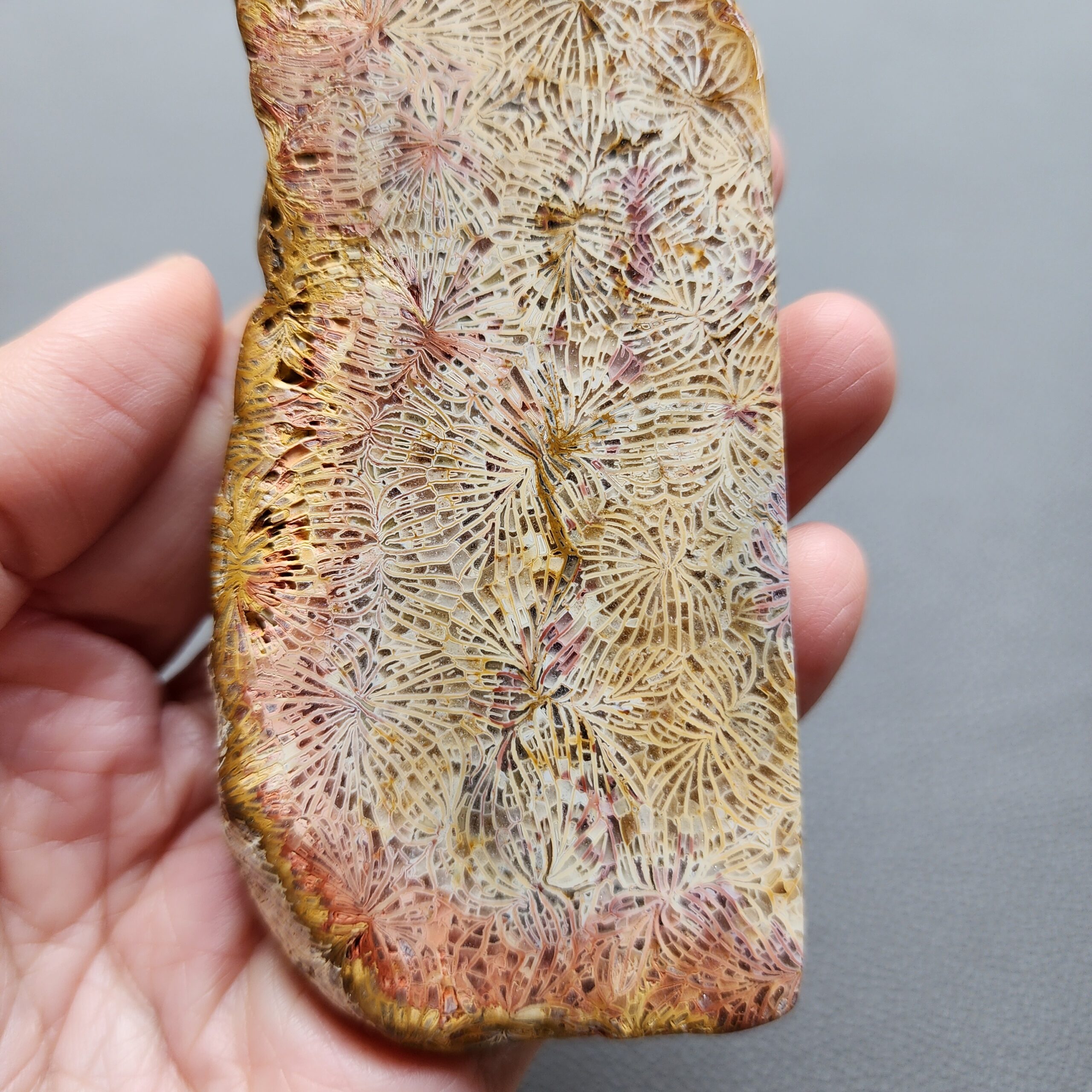 Fossilized Coral Slab C1210