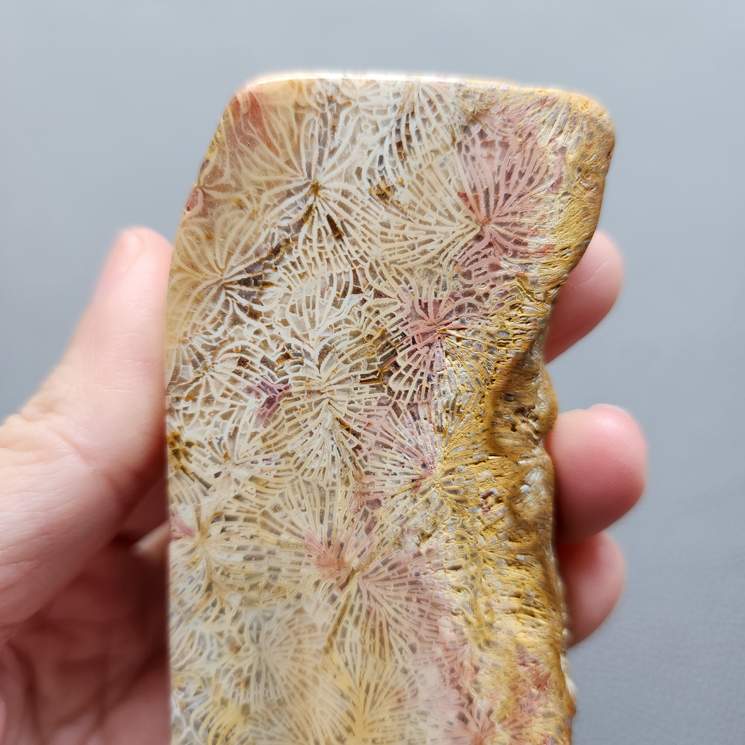 Fossilized Coral Slab C1210