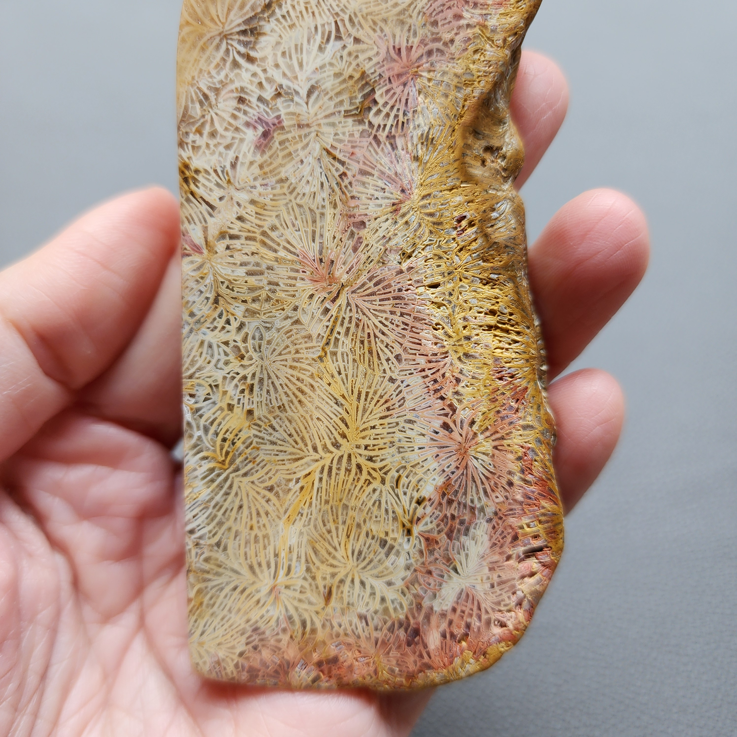 Fossilized Coral Slab C1210