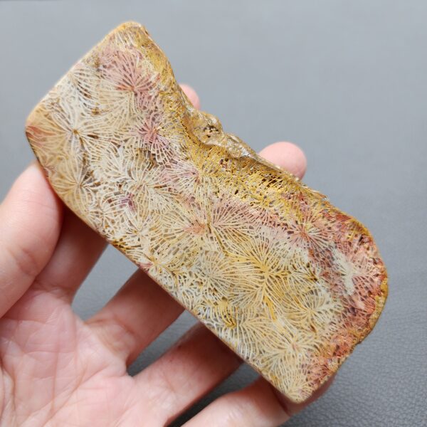 Fossilized Coral Slab C1210