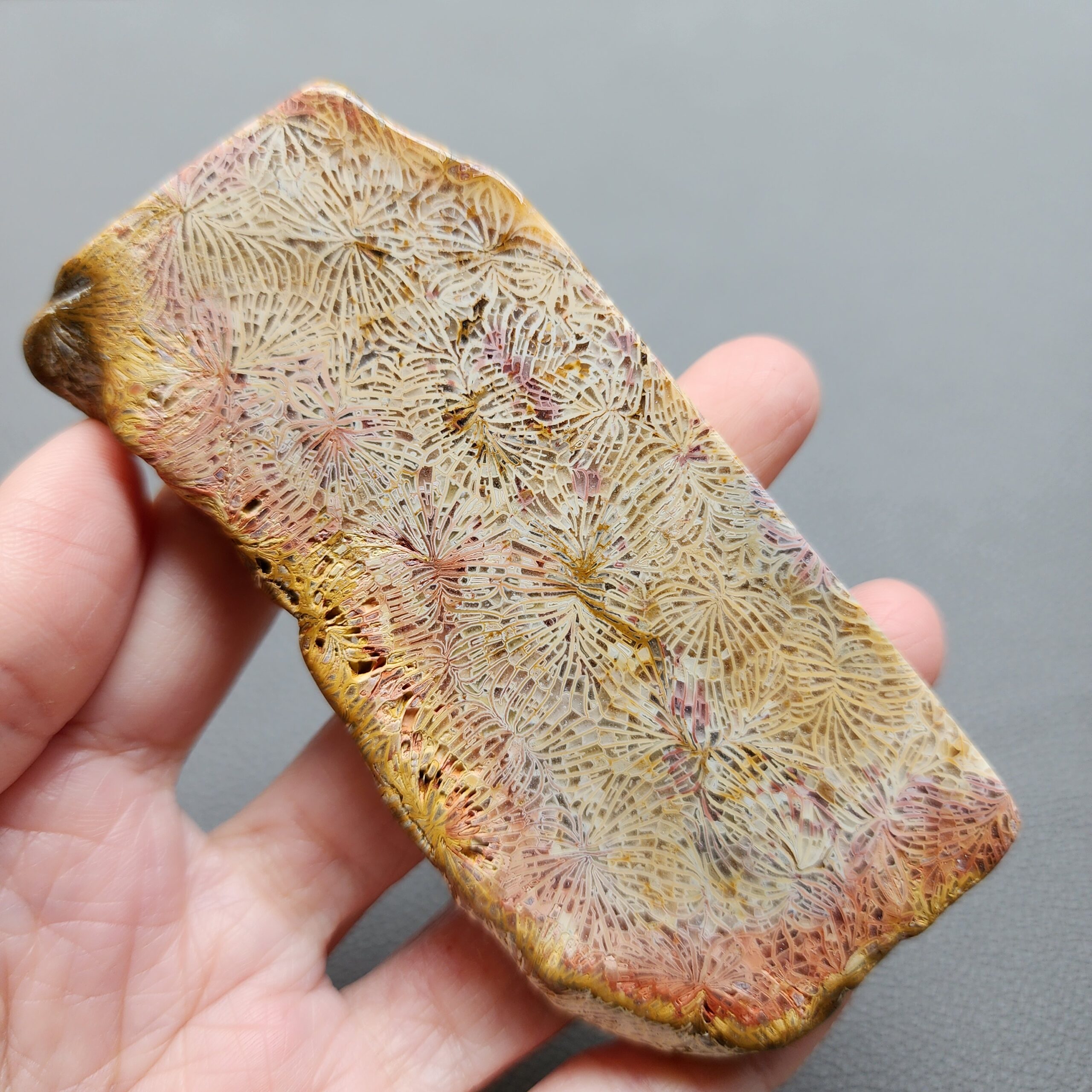 Fossilized Coral Slab C1210