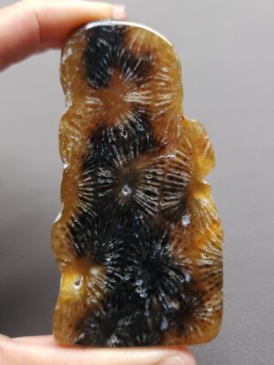 Fossilized Coral Slab C1205